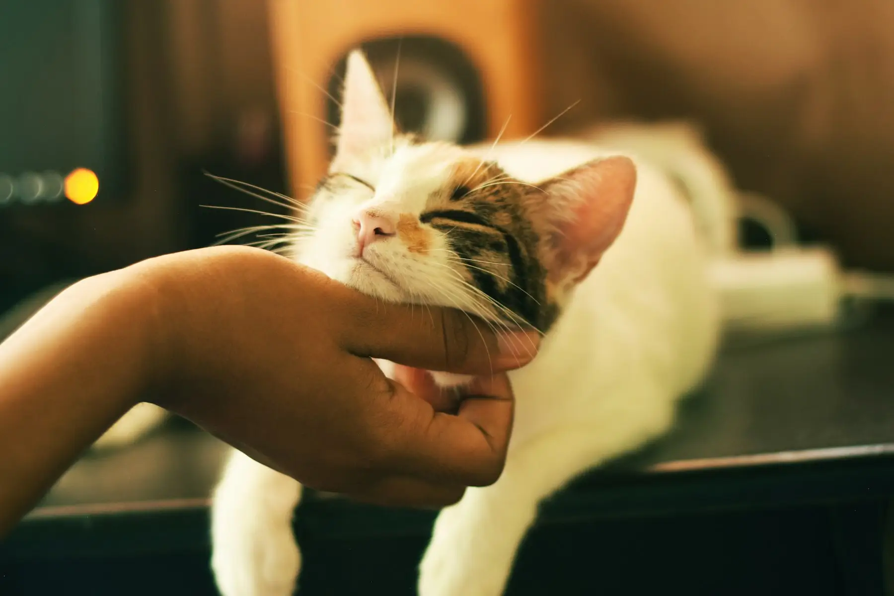Main caressant un chat