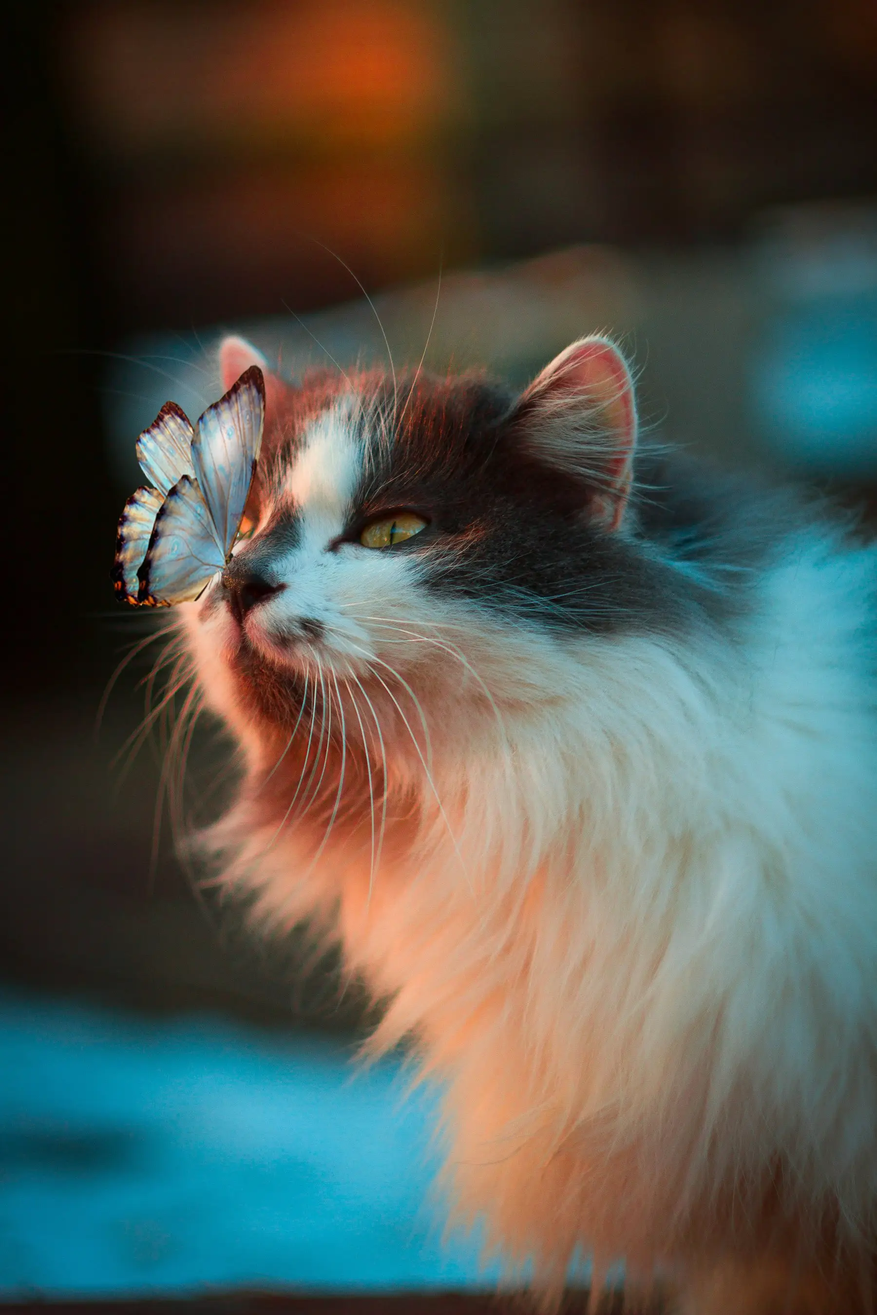Chat à poil long au regard lumineux