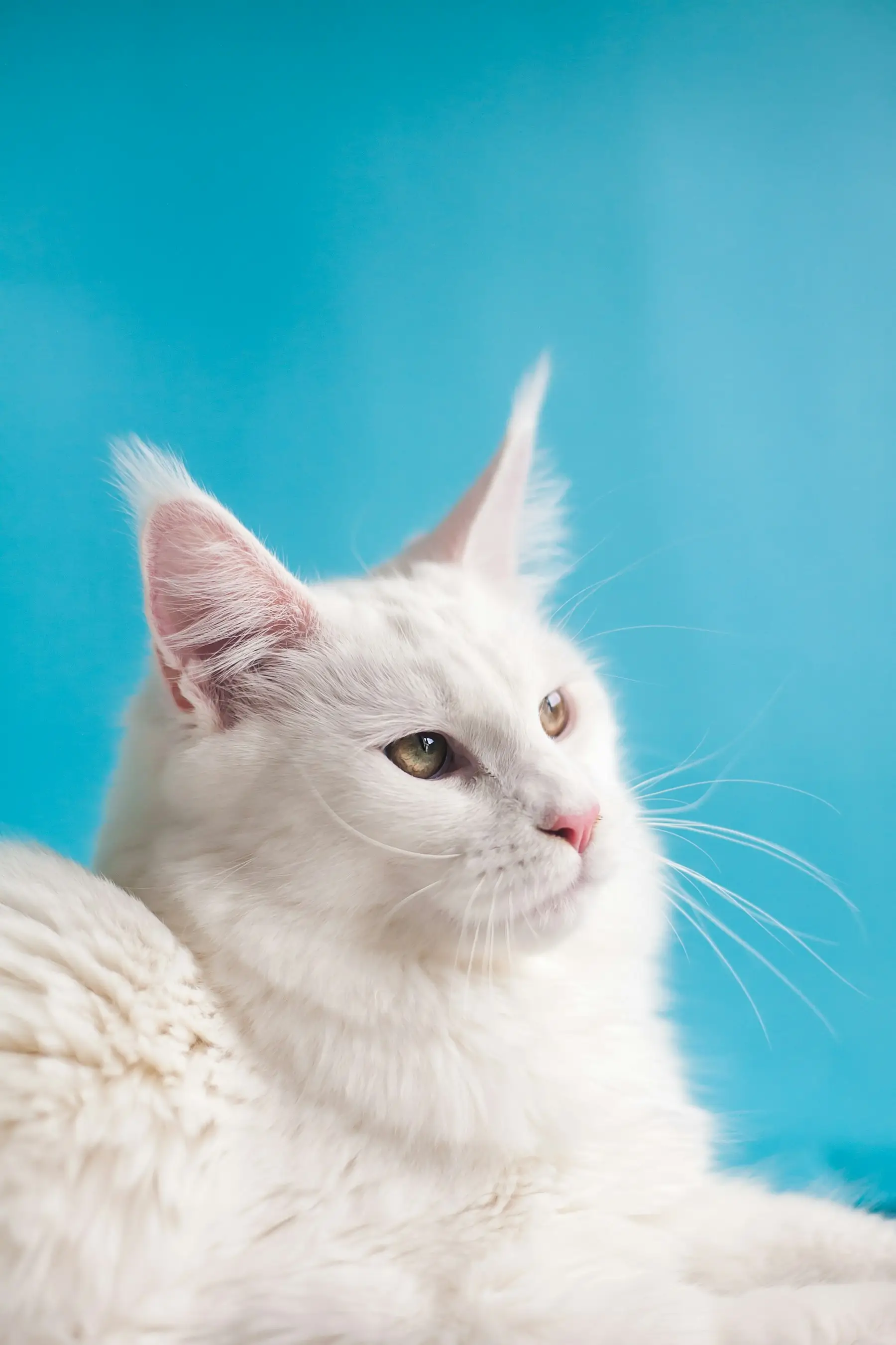 Chat blanc à poil long
