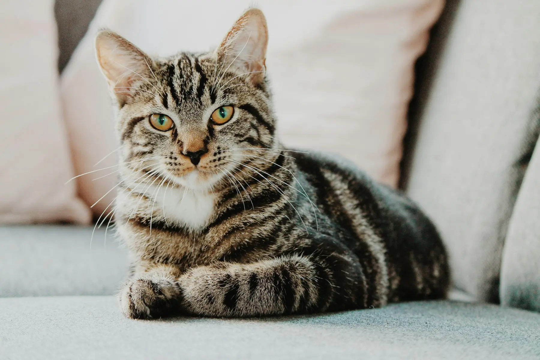 Chat tigré allongé sur un canapé