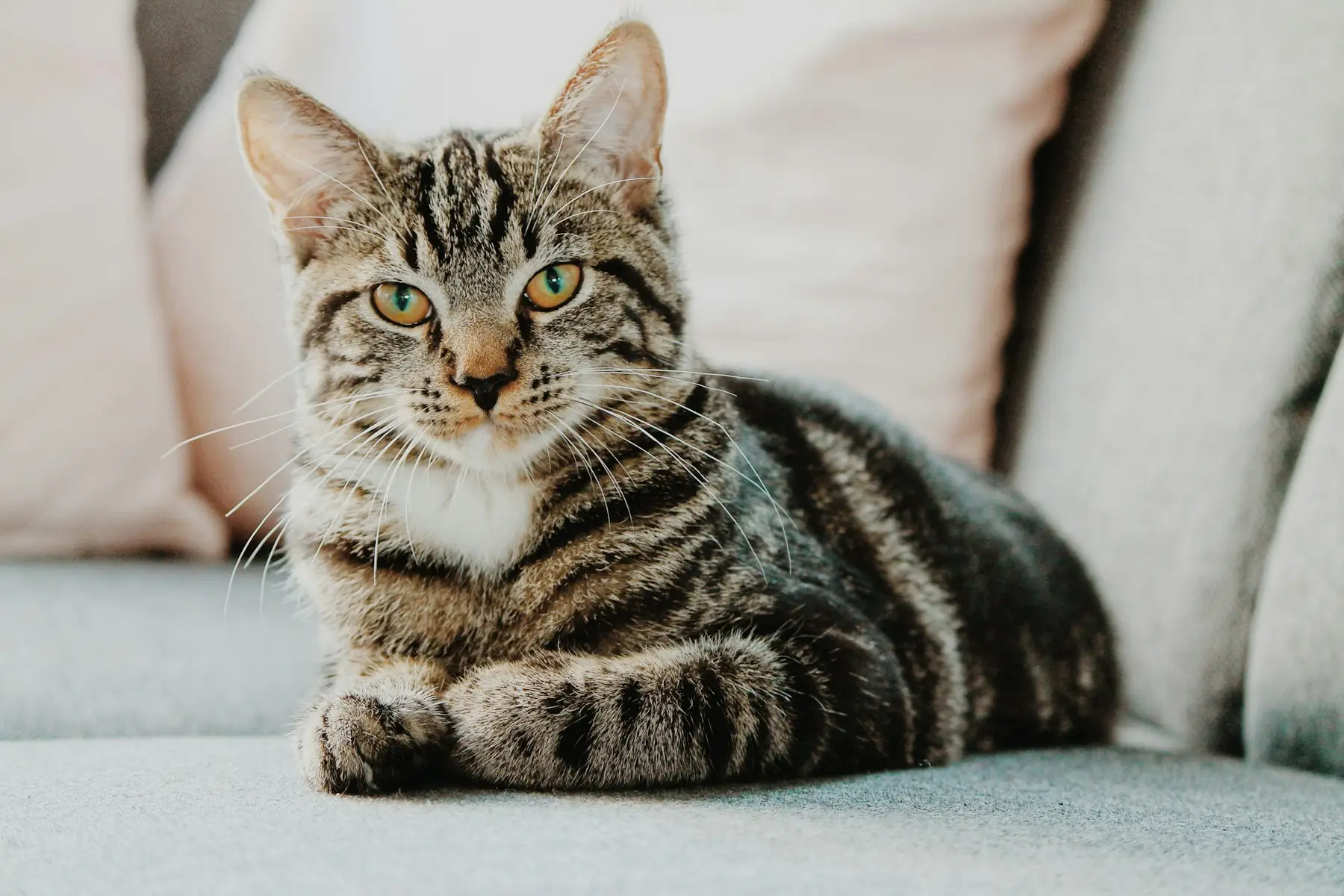 Chat tigré allongé sur un canapé