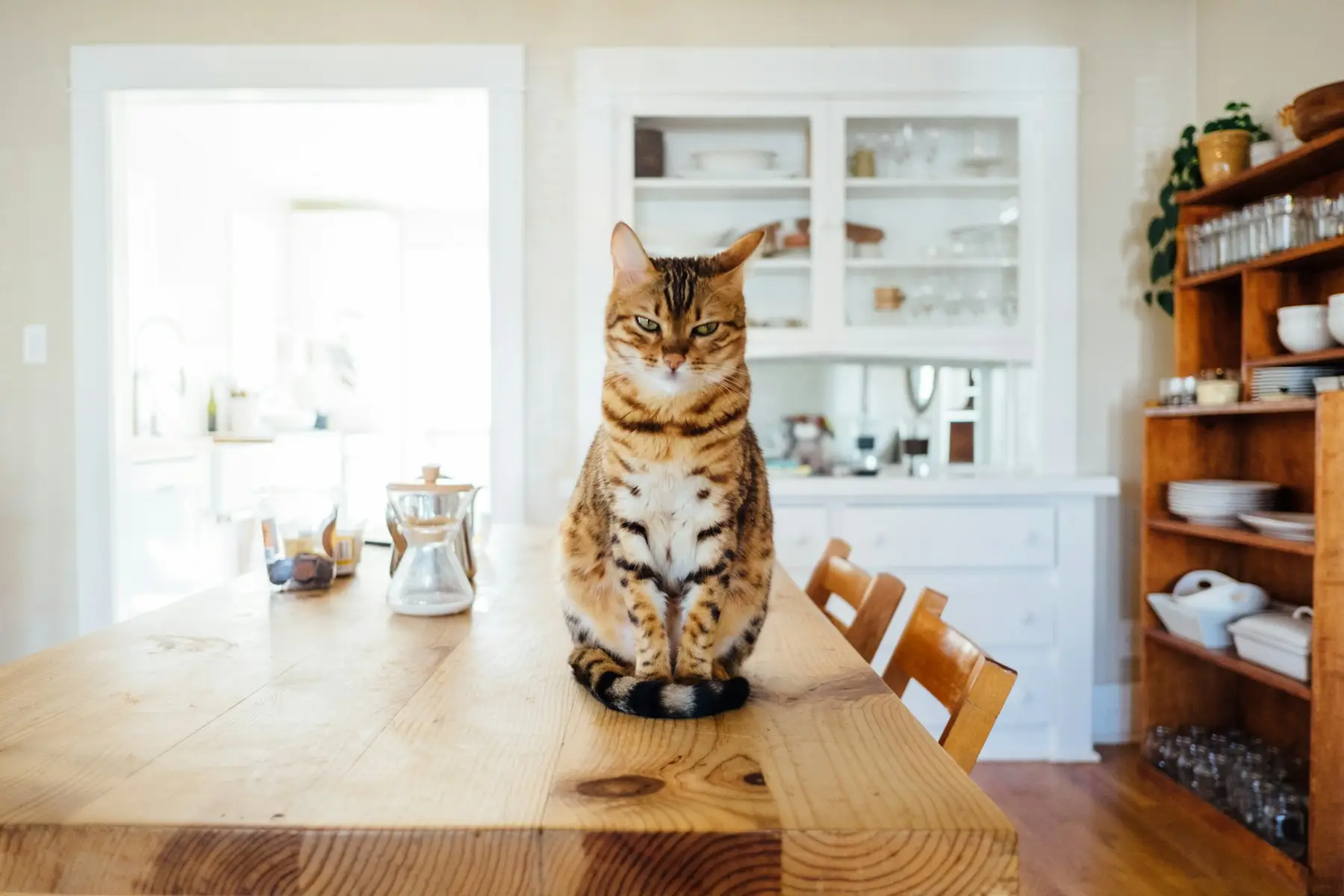 Chat tigré assis sur la table d’une cuisine familiale