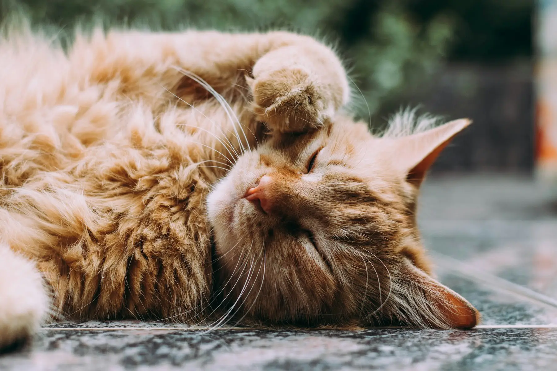 Chat roux à poil long faisant la sieste
