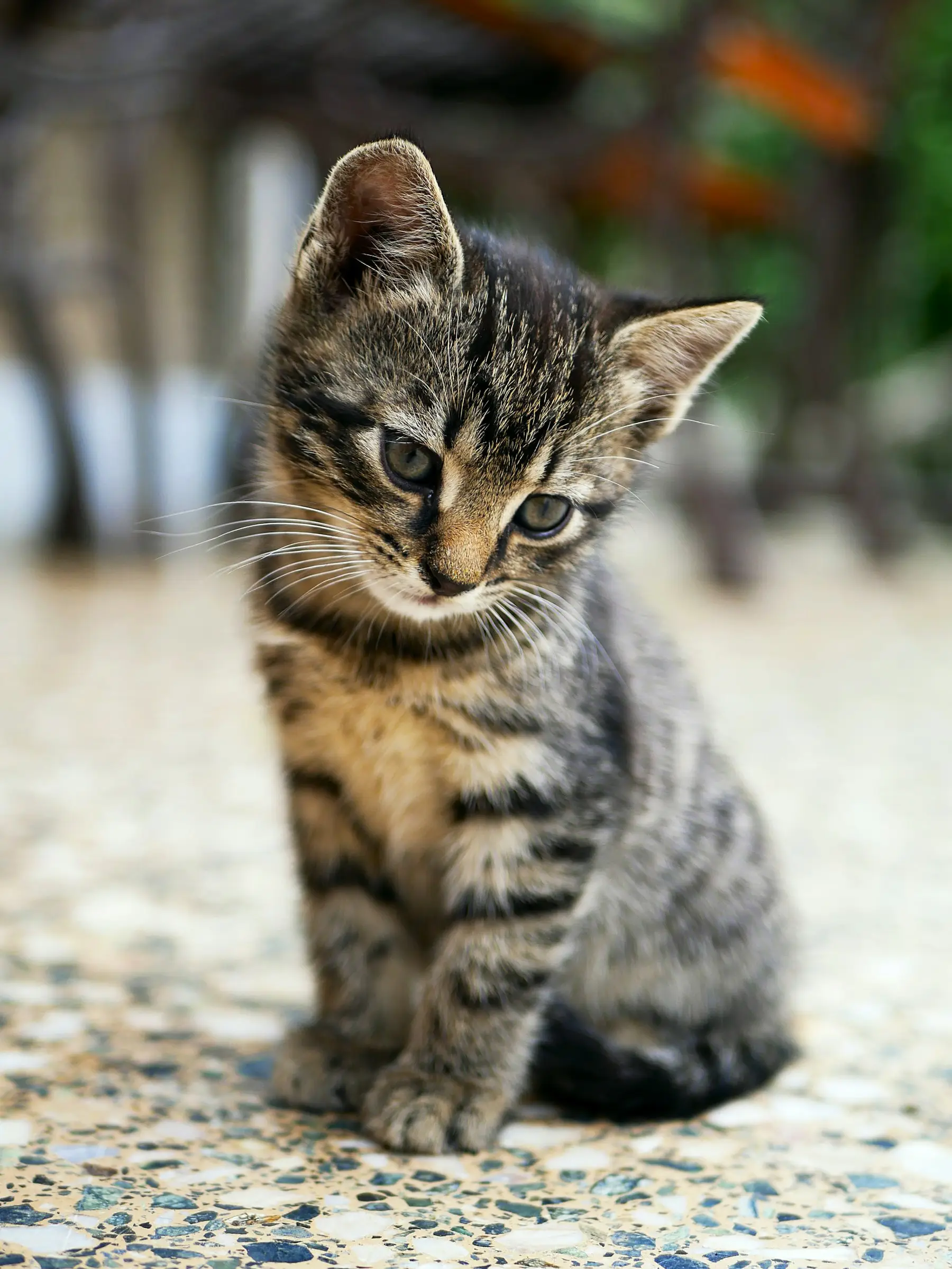 Chaton tigré assis, regard curieux
