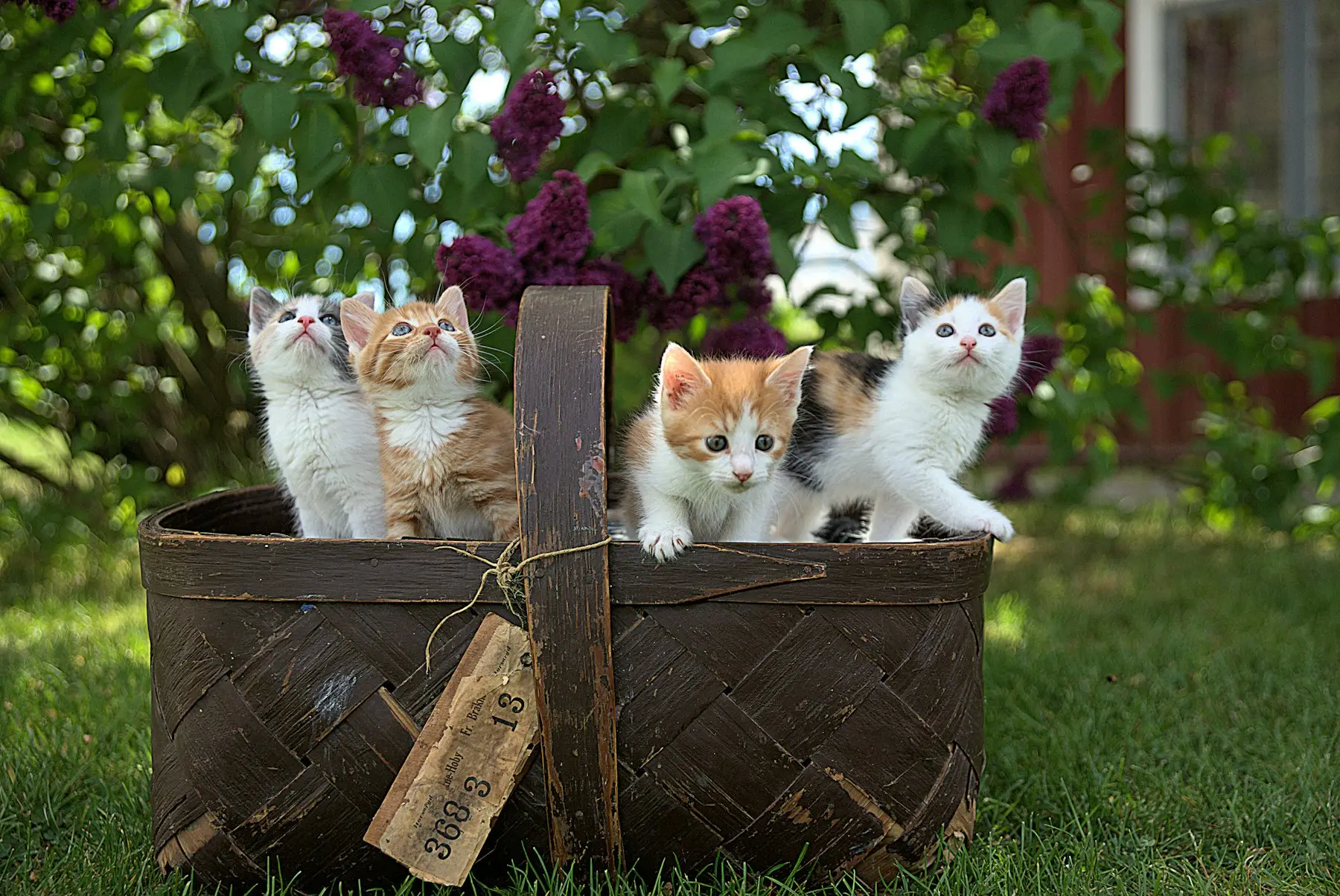 Chatons dans un panier au jardin