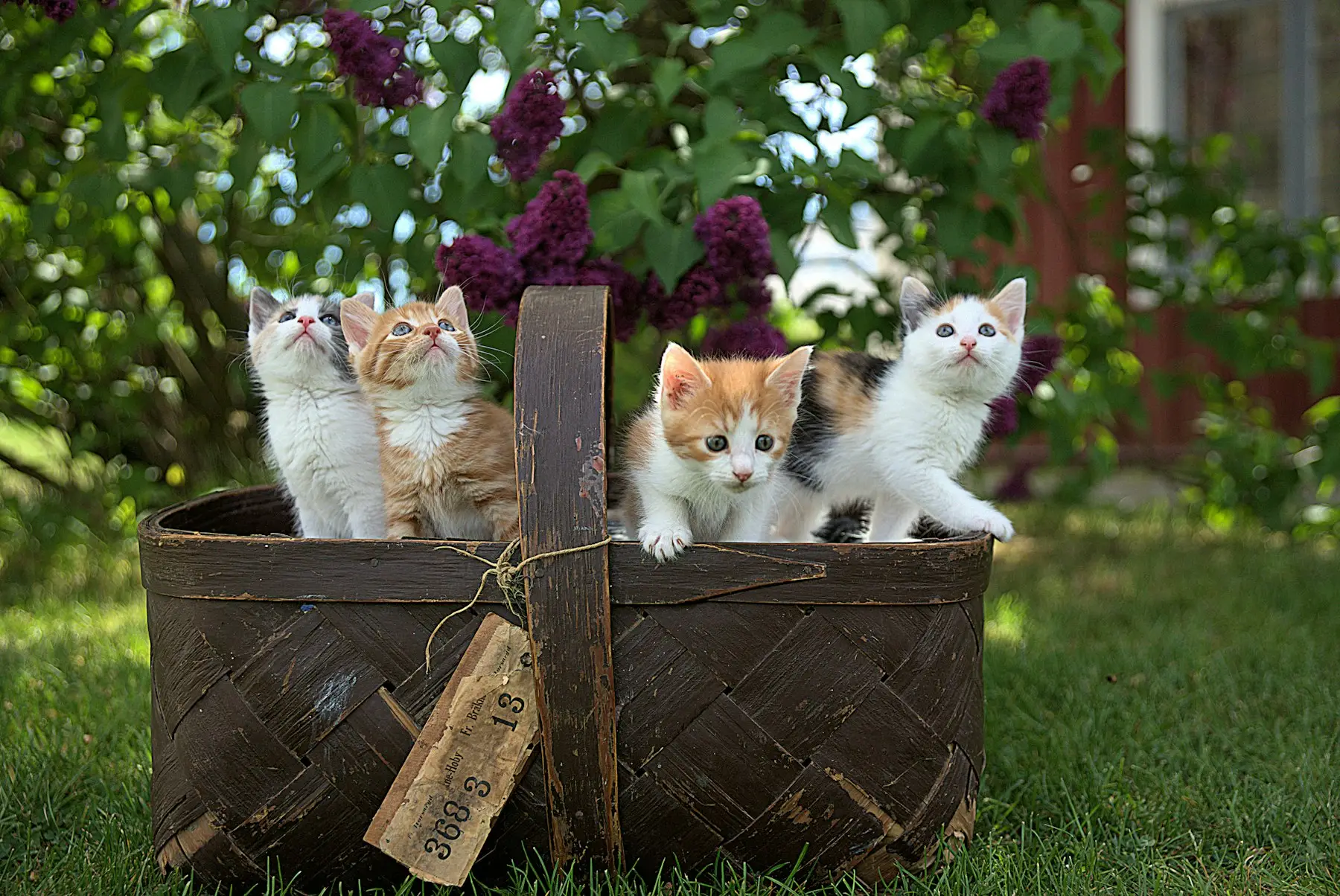 Chatons dans un panier au jardin